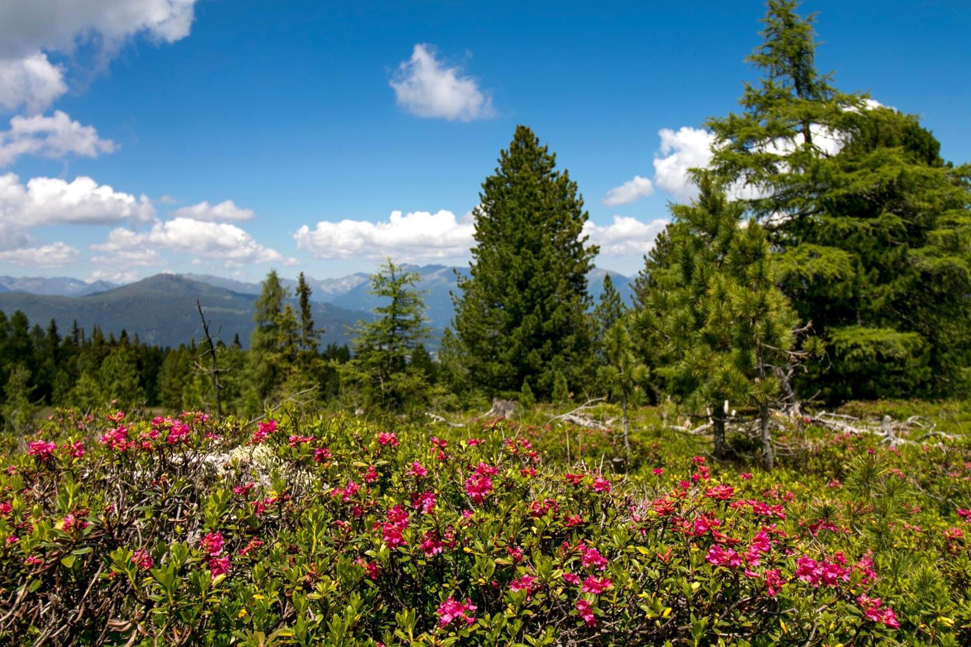 Feriendorf Murau By Alps Resorts Buitenkant foto